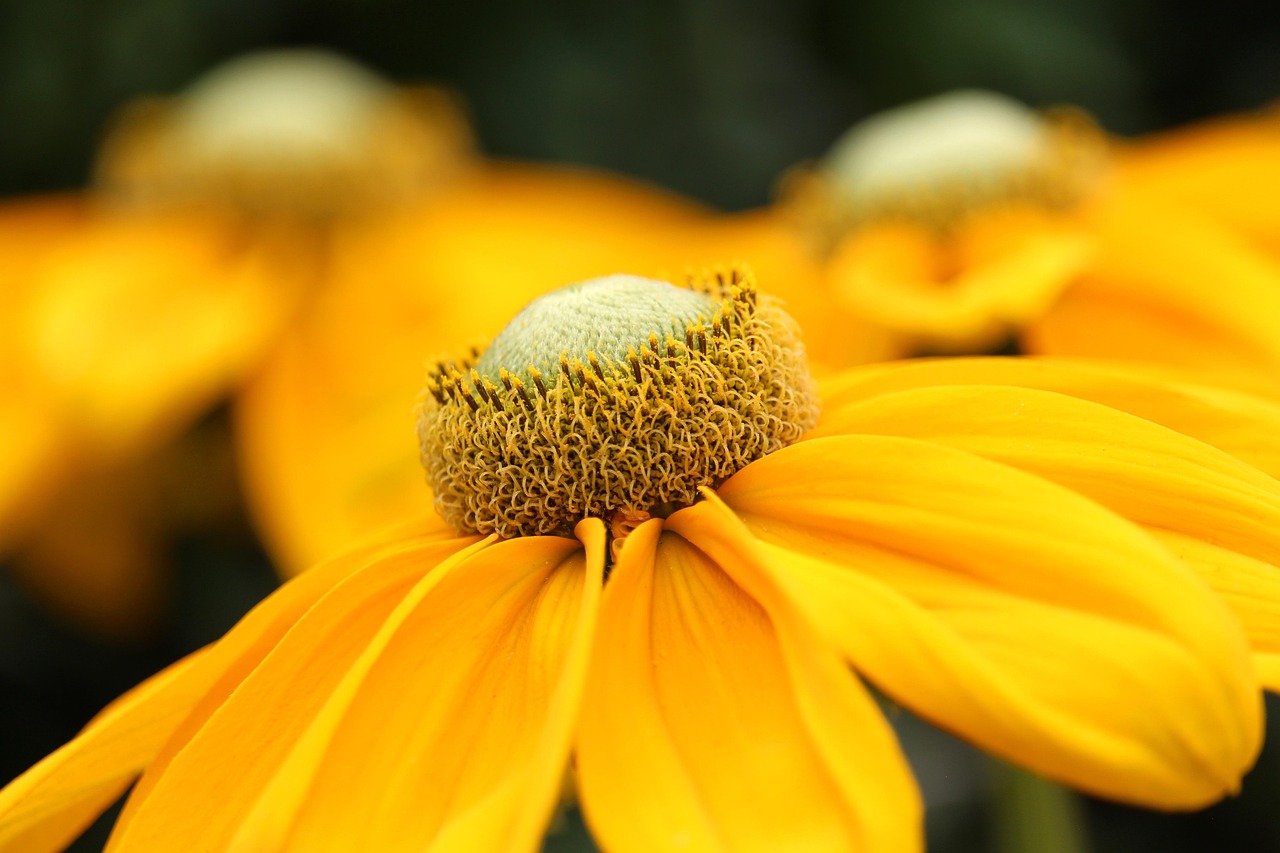 coneflowers, flowers, beautiful flowers, yellow flowers, petals, yellow petals, bloom, blossom, flora, flower wallpaper, plant, nature, close up, garden, flowers, flowers, flower background, yellow flowers, yellow flowers, garden, garden, garden, garden, garden